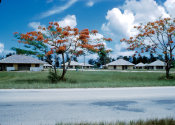 Wilcommen, No. 0081 Saipan Samoan Housing Under Flame Trees in Bloom